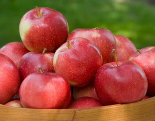 Нові сорти яблуні можуть довше зберігатися в холодильниках